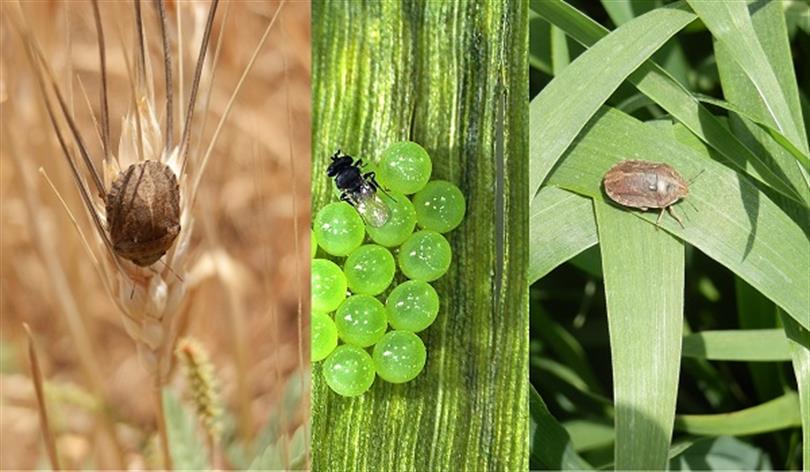تصویر آموزشی تخمهای سبز کروی سن گندم Eurygaster integriceps در برگ گندم
