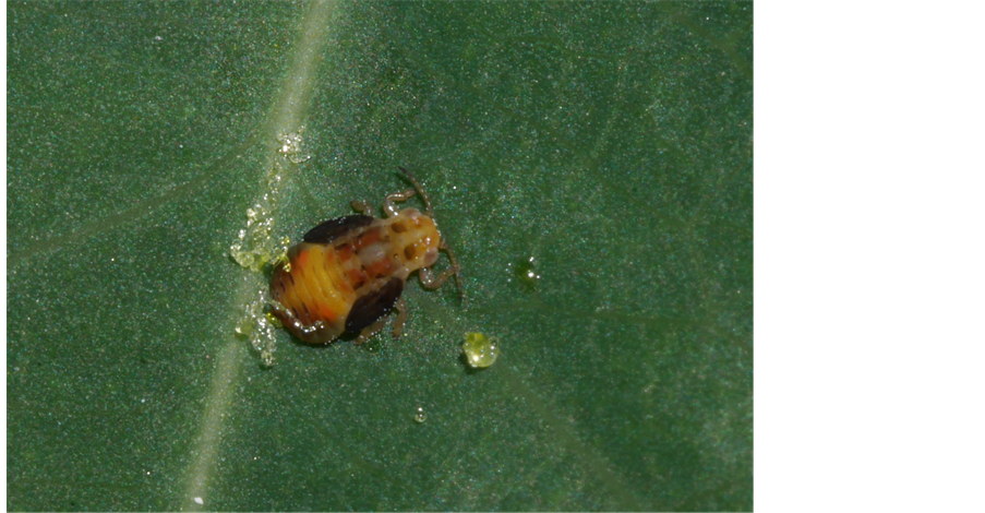 پوره پسیل پسته در نمای نزدیک