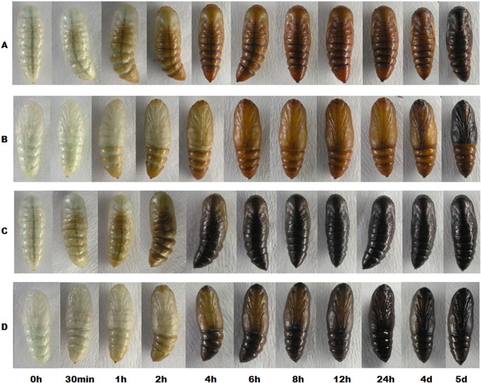 روند تغییر رنگ شفیرههای واقعی Spodoptera exigua