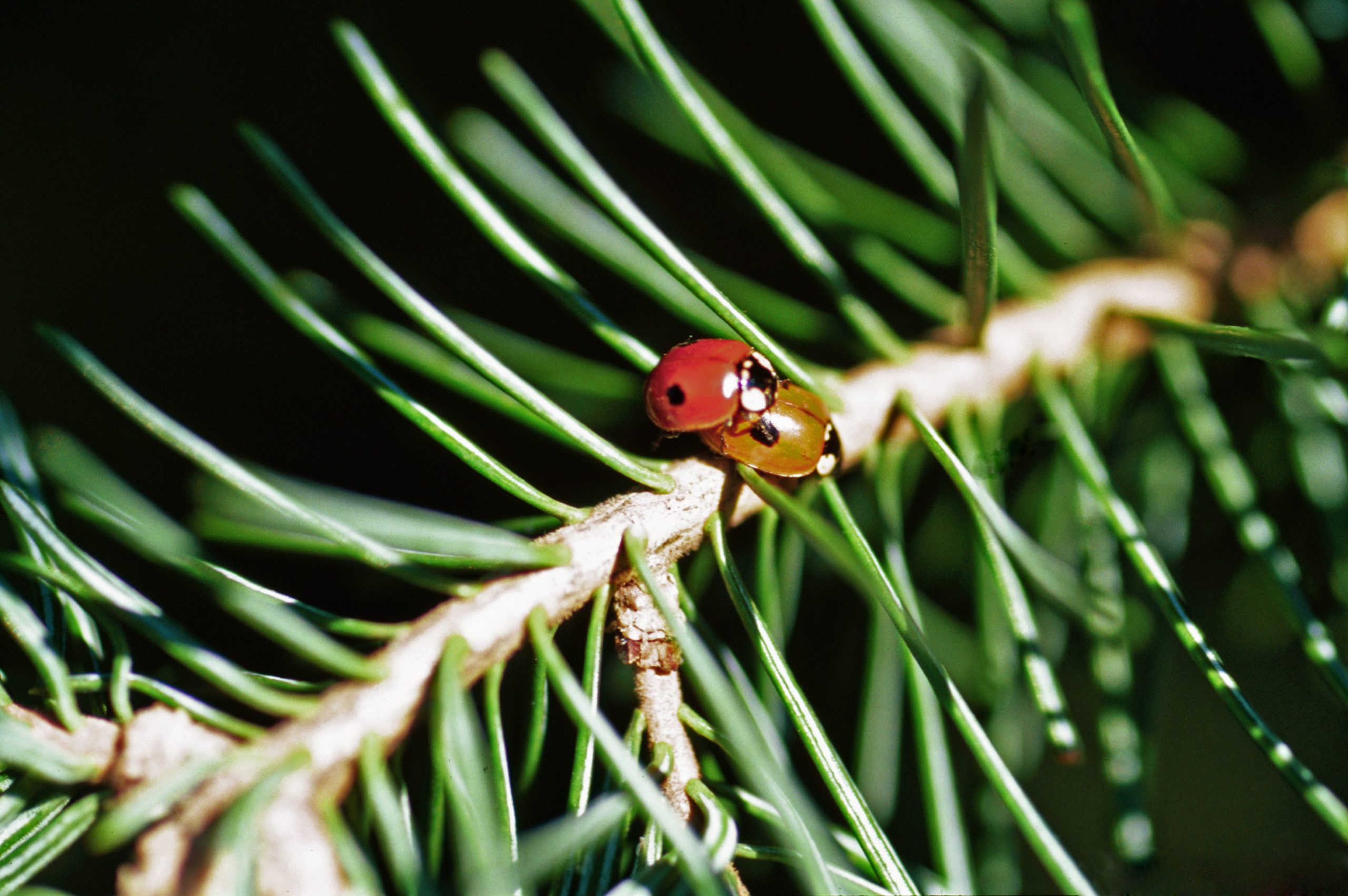 کفشدوزک Adalia bipunctata در سرور وانیا
