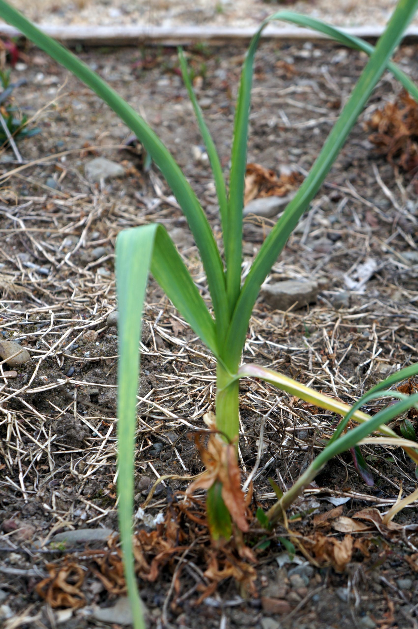 بوته واقعی سیر Allium sativum