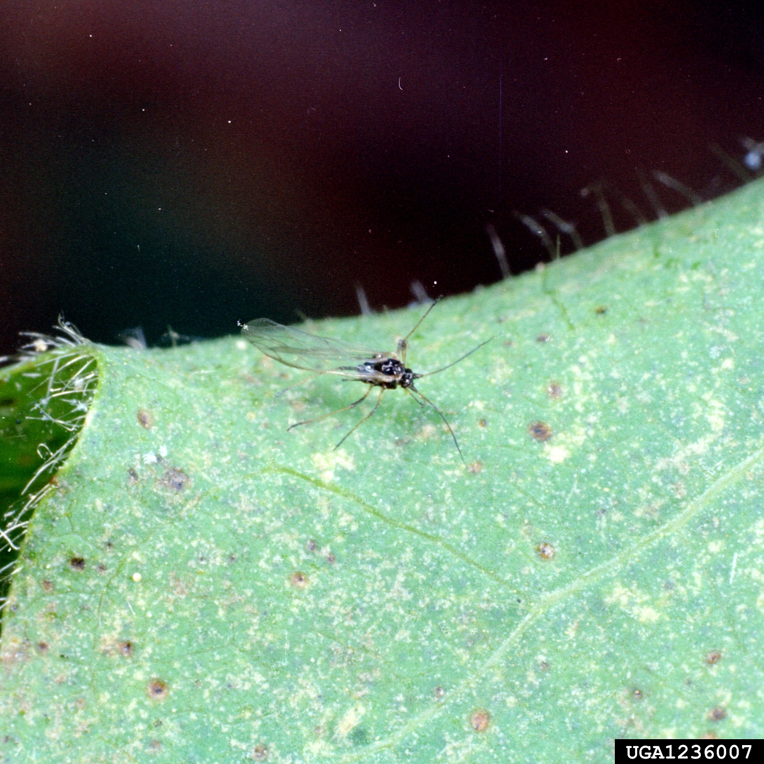 شته پنبه بالدار Aphis gossypii با بالهای مشخص روی میزبان
