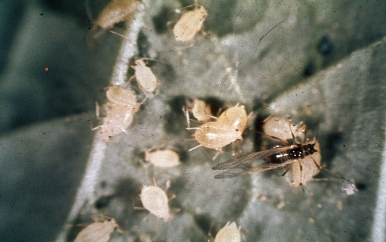 آلودگی شته پنبه روی سطح سبز گیاه و تجمع افراد Aphis gossypii