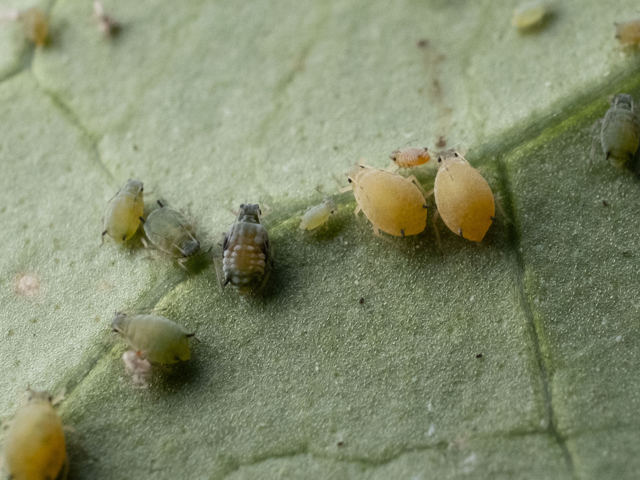 نمونه واقعی شته جالیز روی برگ میزبان، نمای نزدیک از Aphis gossypii