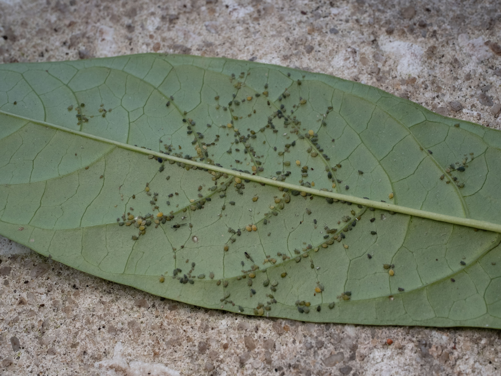 تجمع گسترده شته جالیز Aphis gossypii روی پشت برگ میزبان Clerodendrum indicum