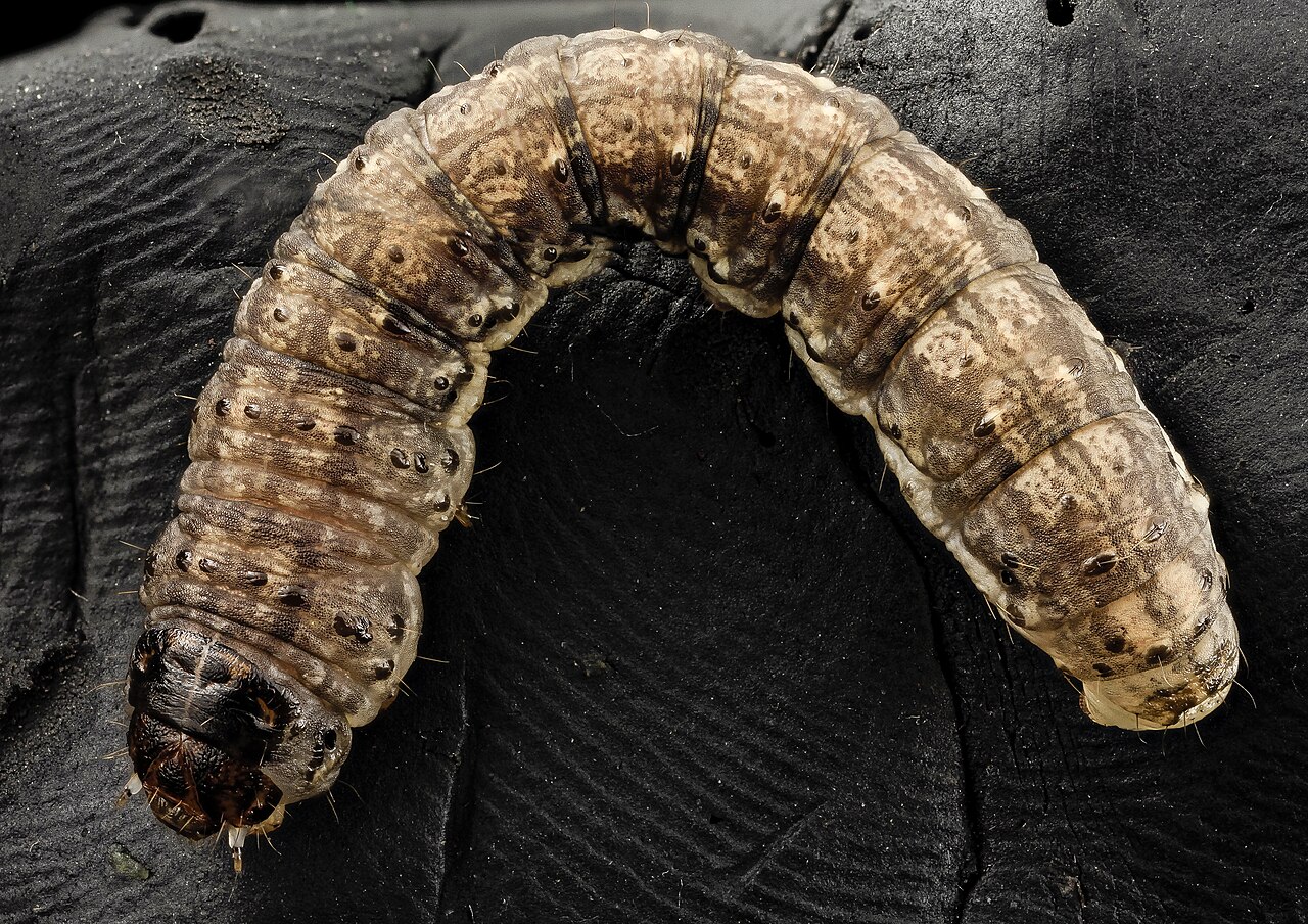 لارو واقعی Agrotis ipsilon به شکل C خم شده است