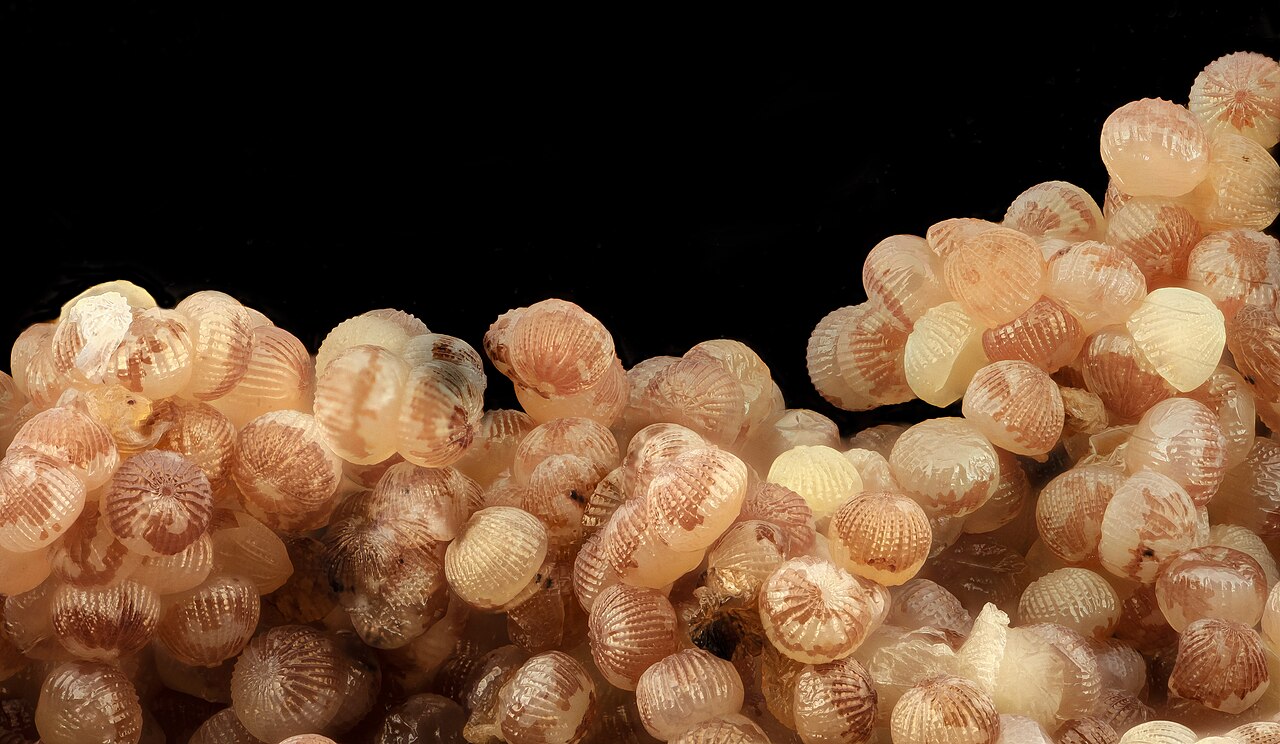تخمهای واقعی Agrotis ipsilon با بزرگنمایی عکاسی علمی