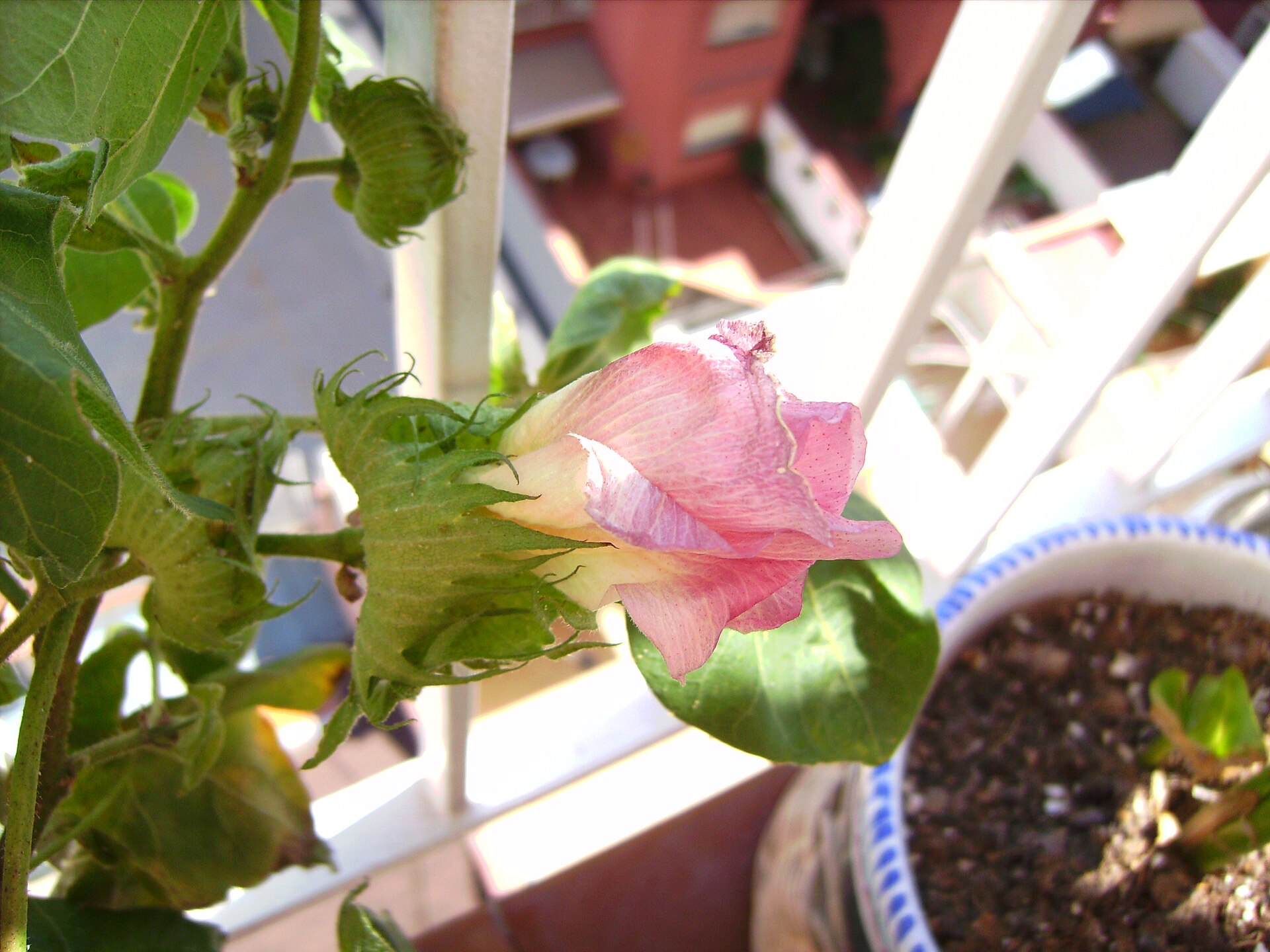 گل پنبه Gossypium hirsutum