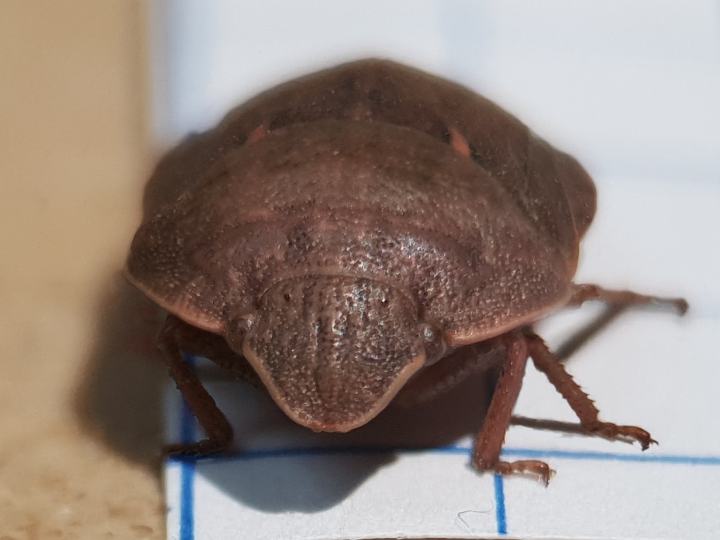 نمای روبهرو از سر حشره سن گندم Eurygaster integriceps