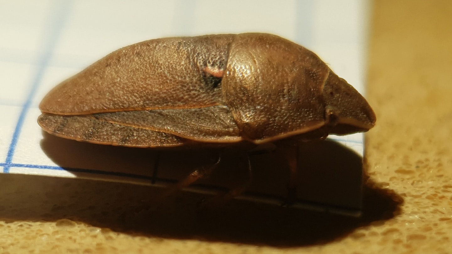 نمای جانبی سن گندم بالغ Eurygaster integriceps و ساختمان سر و سپر بدن