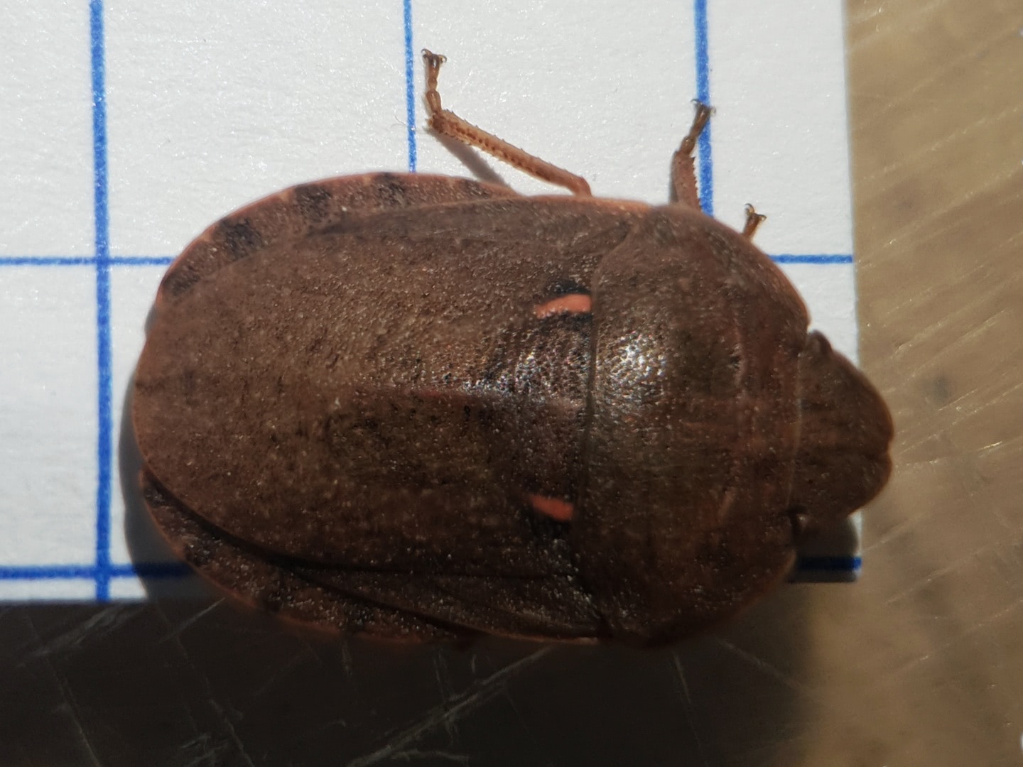 نمای پشت حشره بالغ Eurygaster integriceps و صفحه پشتی بزرگ سن گندم