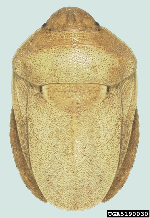 نمونه شناساییشده سن گندم Eurygaster integriceps در نمای علمی