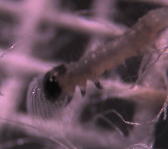لارو سن اول Helicoverpa armigera هنگام خوردن پوسته تخم