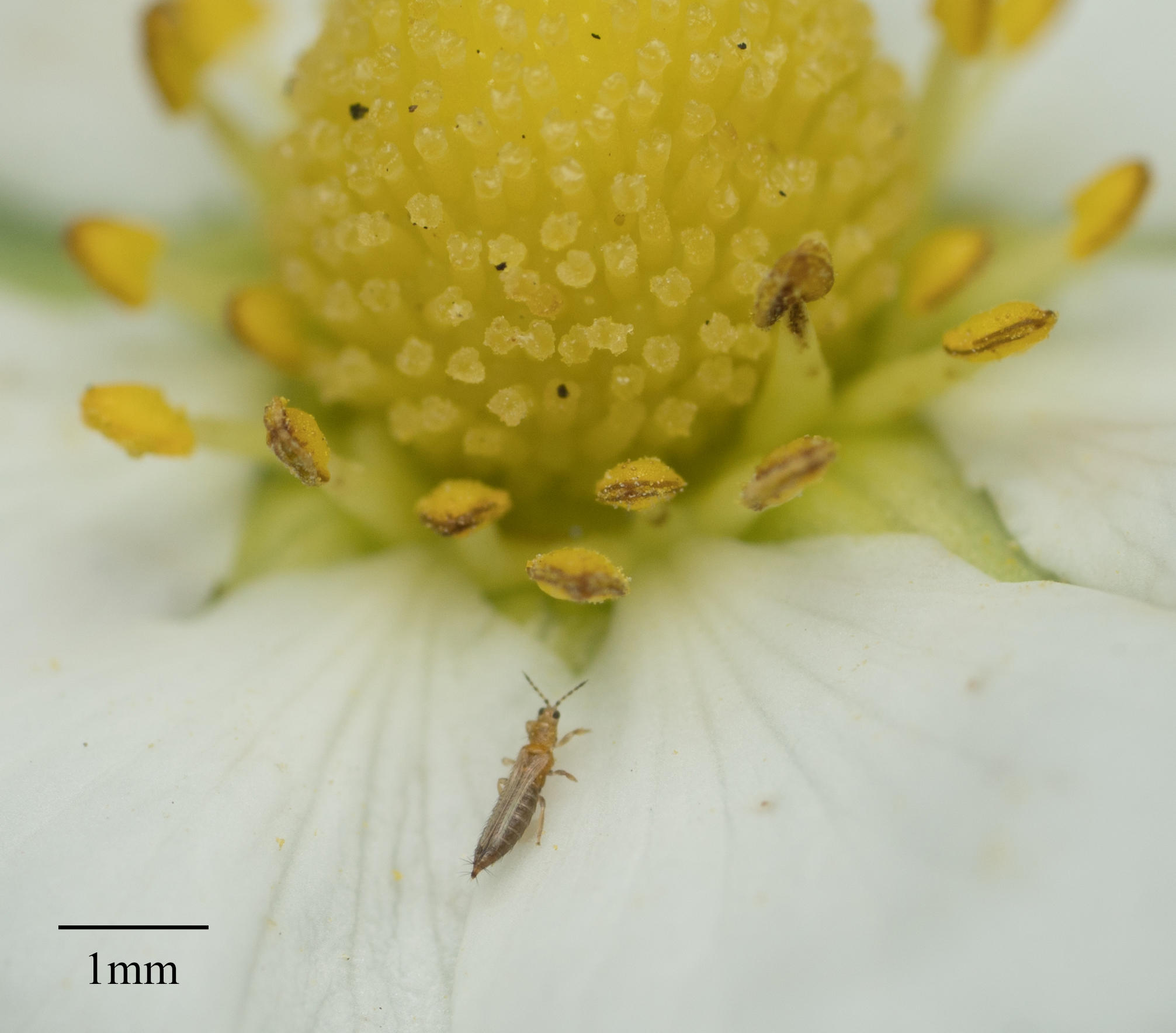 بالغ گونه Frankliniella occidentalis مشاهده طبیعی ویکی مدیا بالغ گونه Frankliniella occidentalis مشاهده طبیعی ویکی مدیا