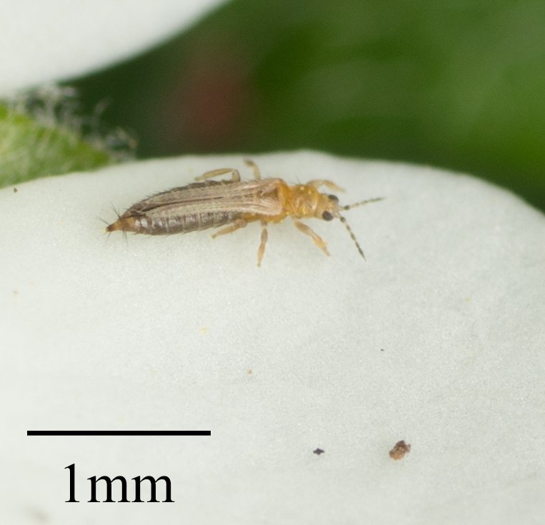 نمونه میدانی Frankliniella occidentalis برای تشخیص آفت همراه علائم نمونه میدانی Frankliniella occidentalis برای تشخیص آفت همراه علائم