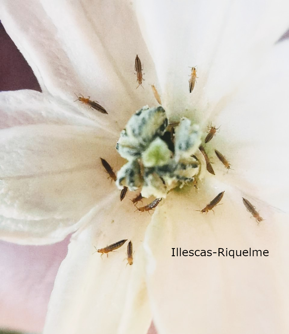 عکس واقعی بالغ Frankliniella occidentalis ثبتشده در مکزیک عکس واقعی بالغ Frankliniella occidentalis ثبتشده در مکزیک