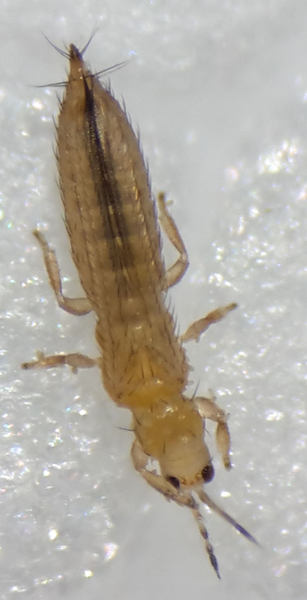 نمونه بالغ رنگی Frankliniella occidentalis ثبتشده در آلمان نمونه بالغ رنگی Frankliniella occidentalis ثبتشده در آلمان