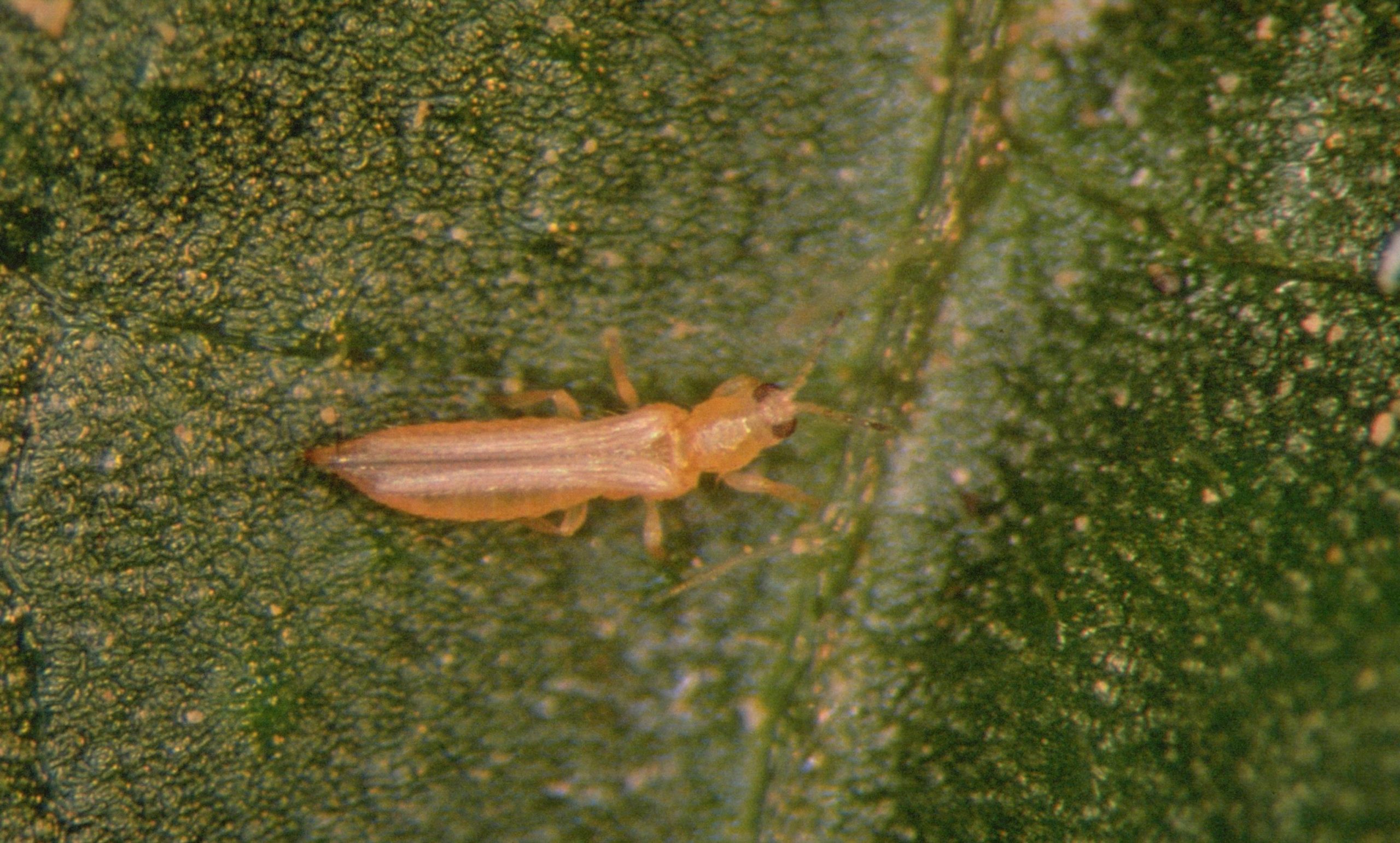 تریپس گل غربی Frankliniella occidentalis عکس واقعی بالغ