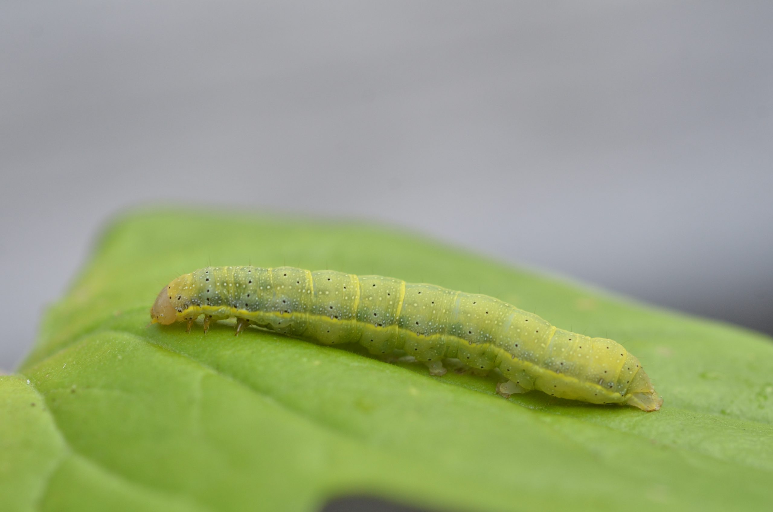 لارو Helicoverpa armigera روی بوته گوجهفرنگی