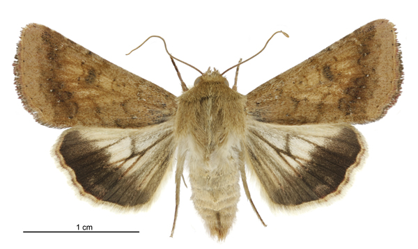 پروانه ماده بالغ Helicoverpa armigera