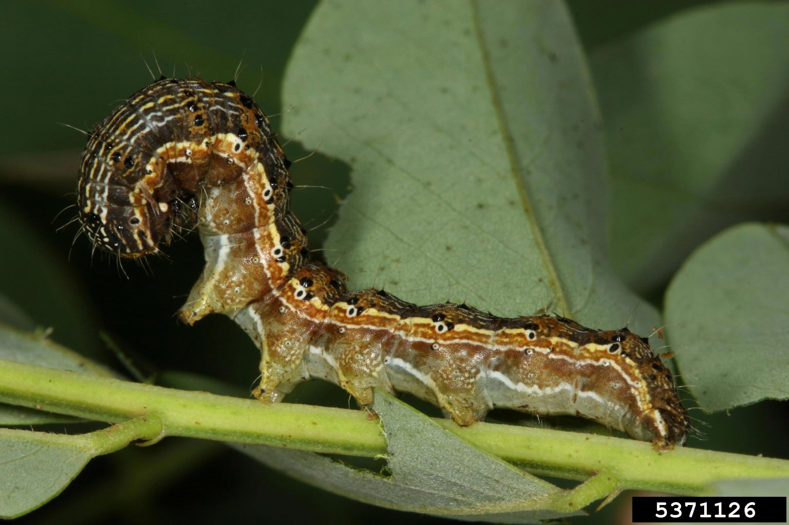 تصویر مستند لارو Helicoverpa armigera از InsectImages