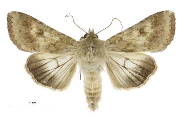 نمونه پروانه نر Helicoverpa armigera