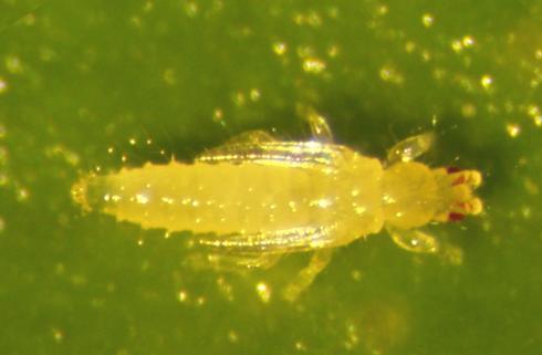 پیششفیره واقعی Frankliniella occidentalis از دانشگاه کالیفرنیا پیششفیره واقعی Frankliniella occidentalis از دانشگاه کالیفرنیا