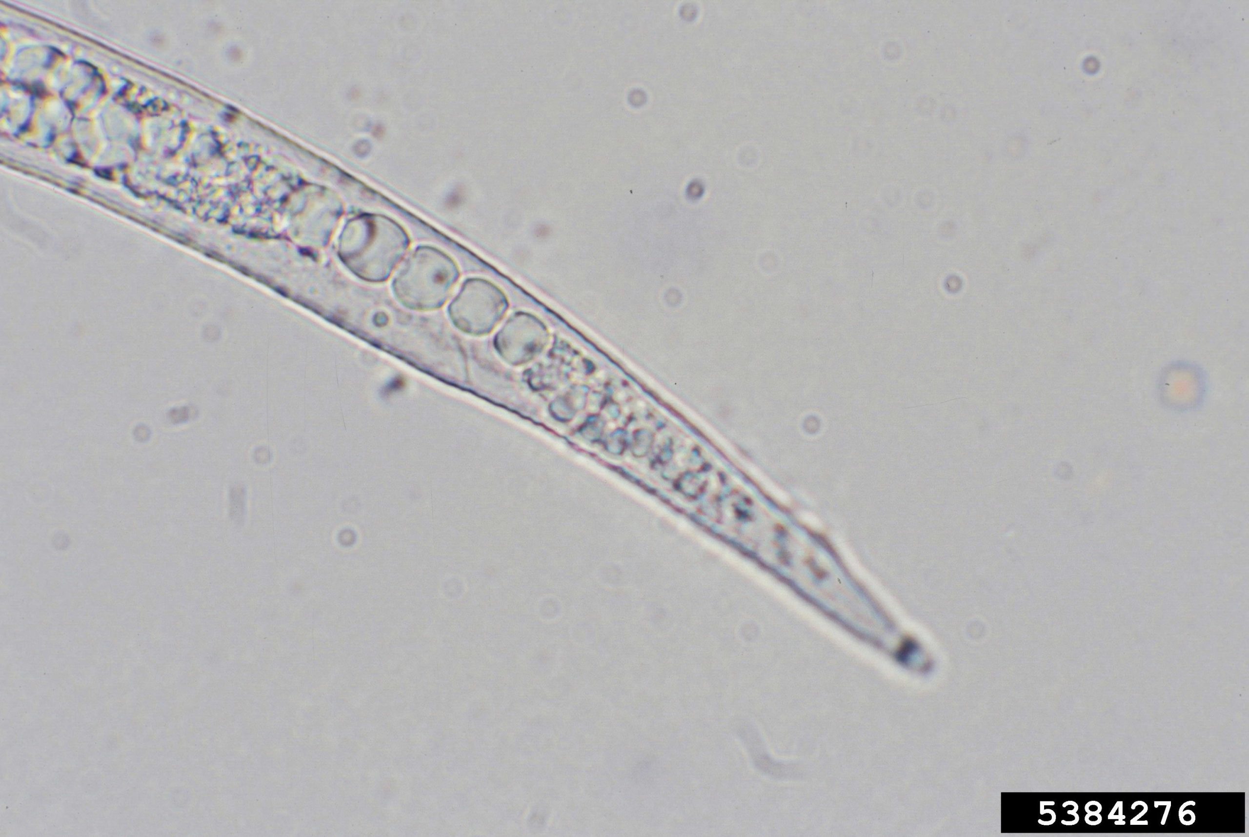 تصویر نماتد بالغ Meloidogyne incognita
