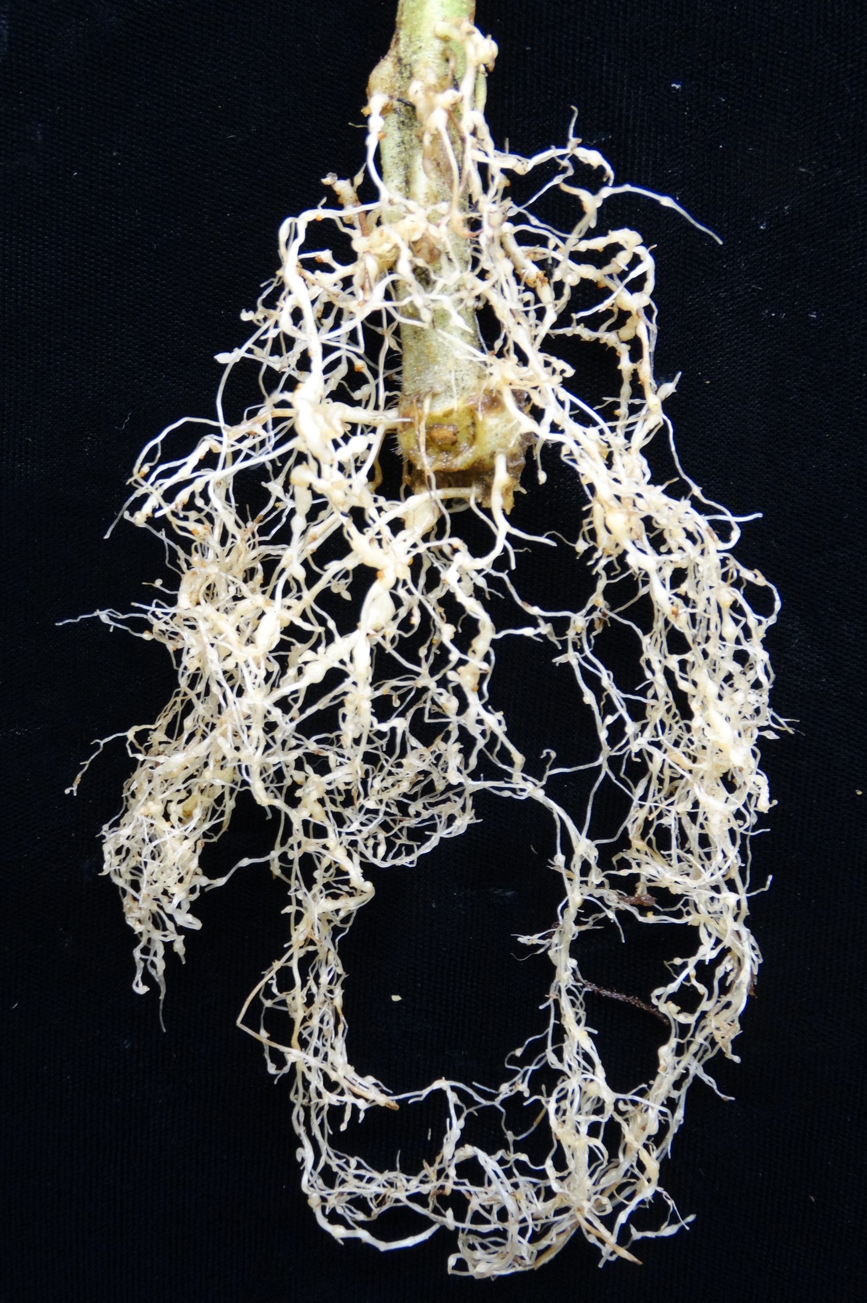 دستگاه ریشه گوجهفرنگی یک ماه پس از تلقیح نماتد Meloidogyne incognita