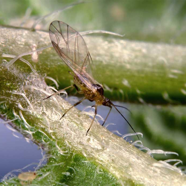فرم بالدار شته سبز هلو ثبتشده توسط Rothamsted