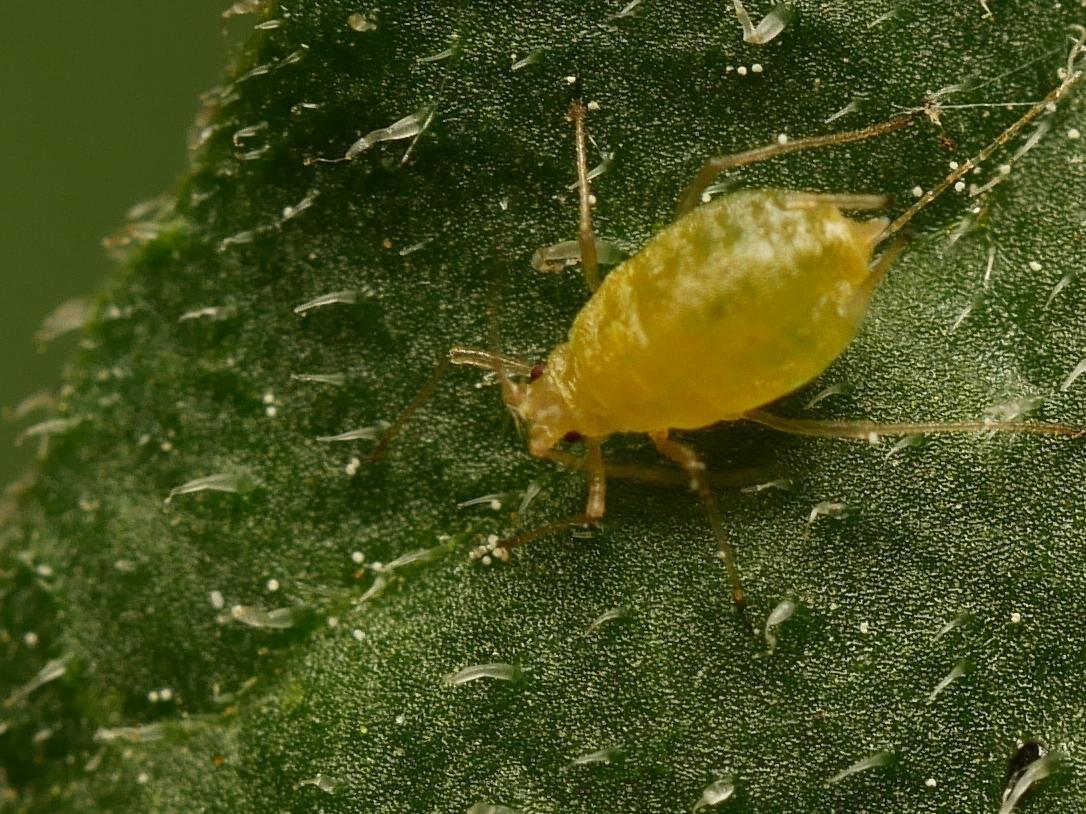 Myzus persicae ثبتشده در iNaturalist و ویکیمدیا