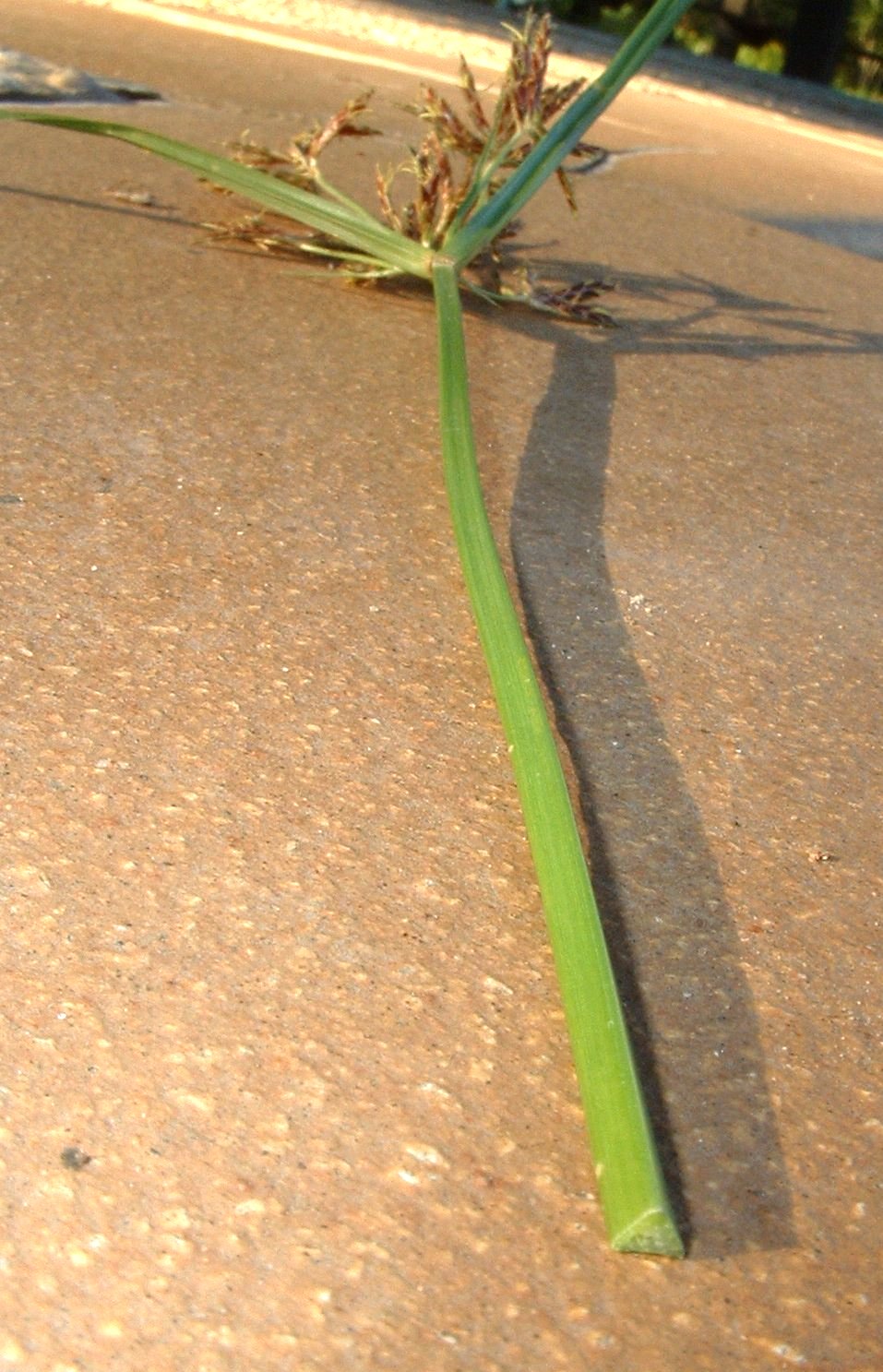 اویارسلام بنفش در سیر