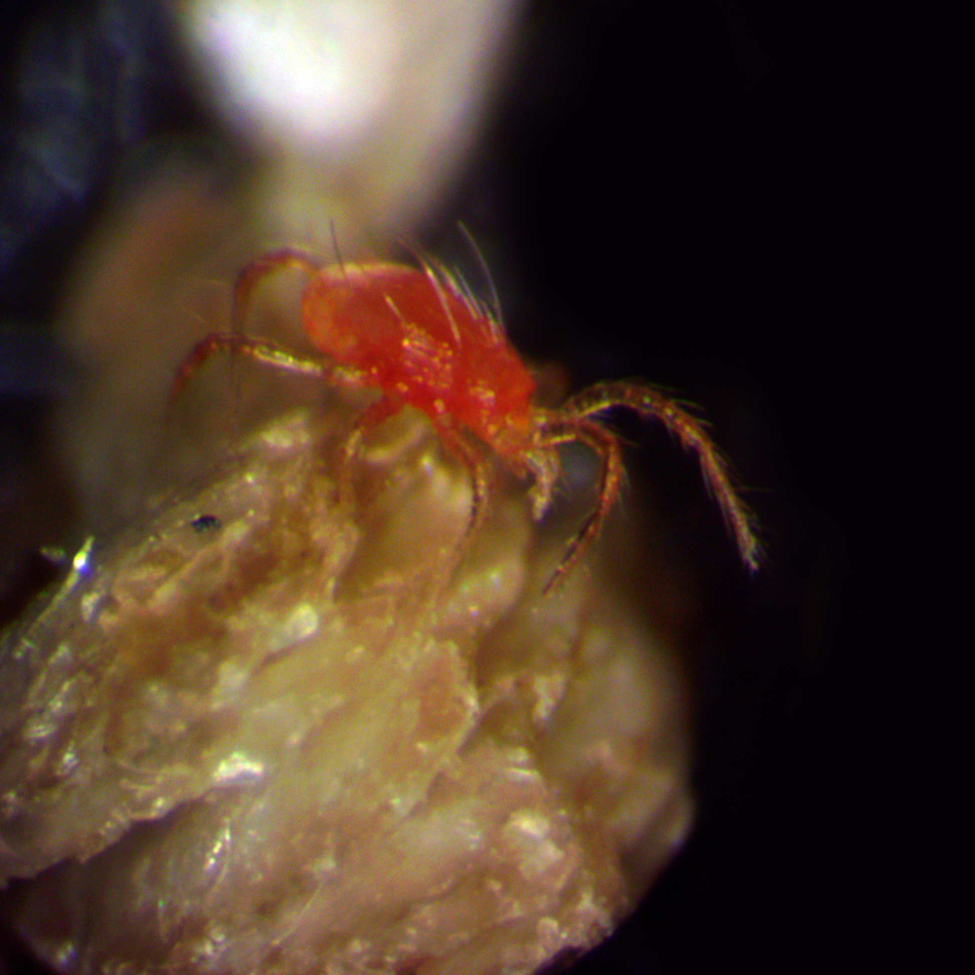 کنه شکارگر Phytoseiulus persimilis