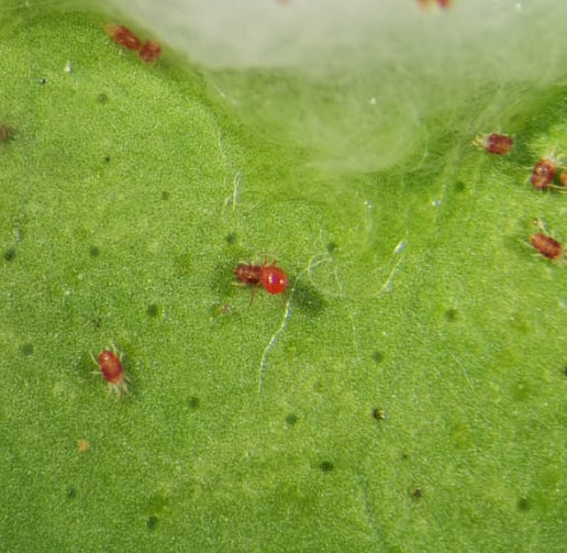 Phytoseiulus persimilis در حال شکار کنه تارتن