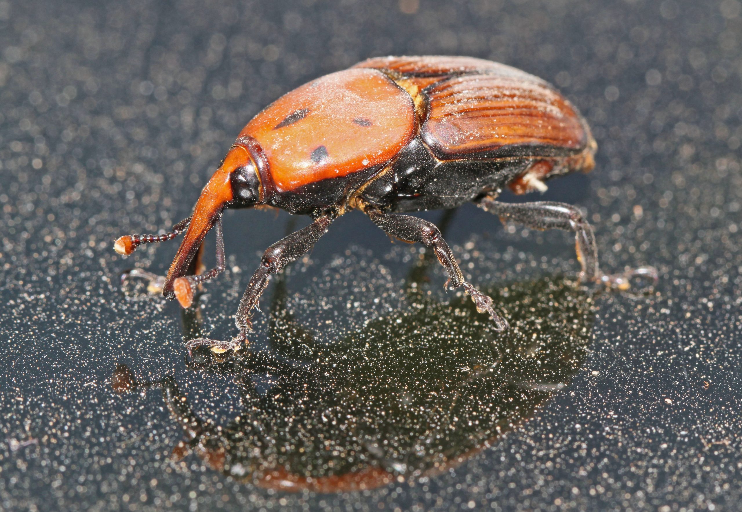 سوسک بالغ Rhynchophorus ferrugineus با بدن حنایی و خرطوم مشخص در عکس طبیعی