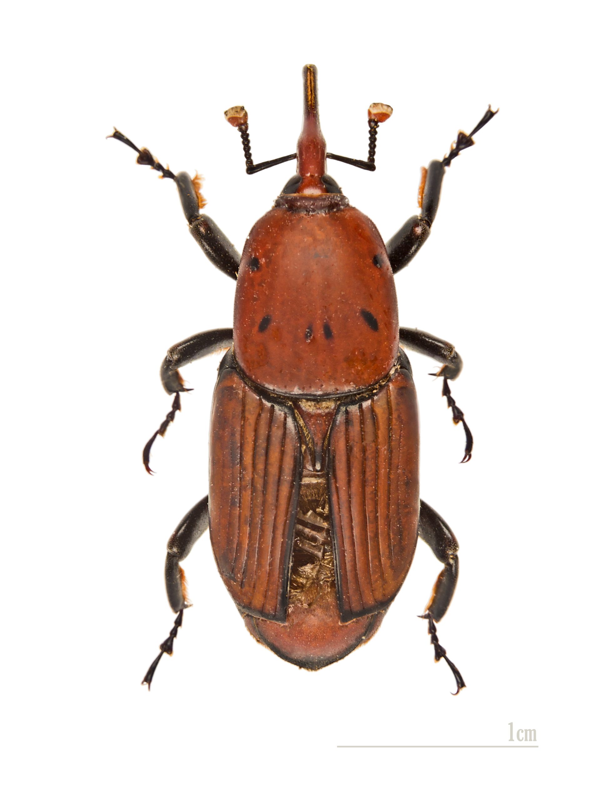 نمونه واقعی سرخرطومی حنایی خرما Rhynchophorus ferrugineus در نمای پشتی با خرطوم بلند و لکههای پیشگرده