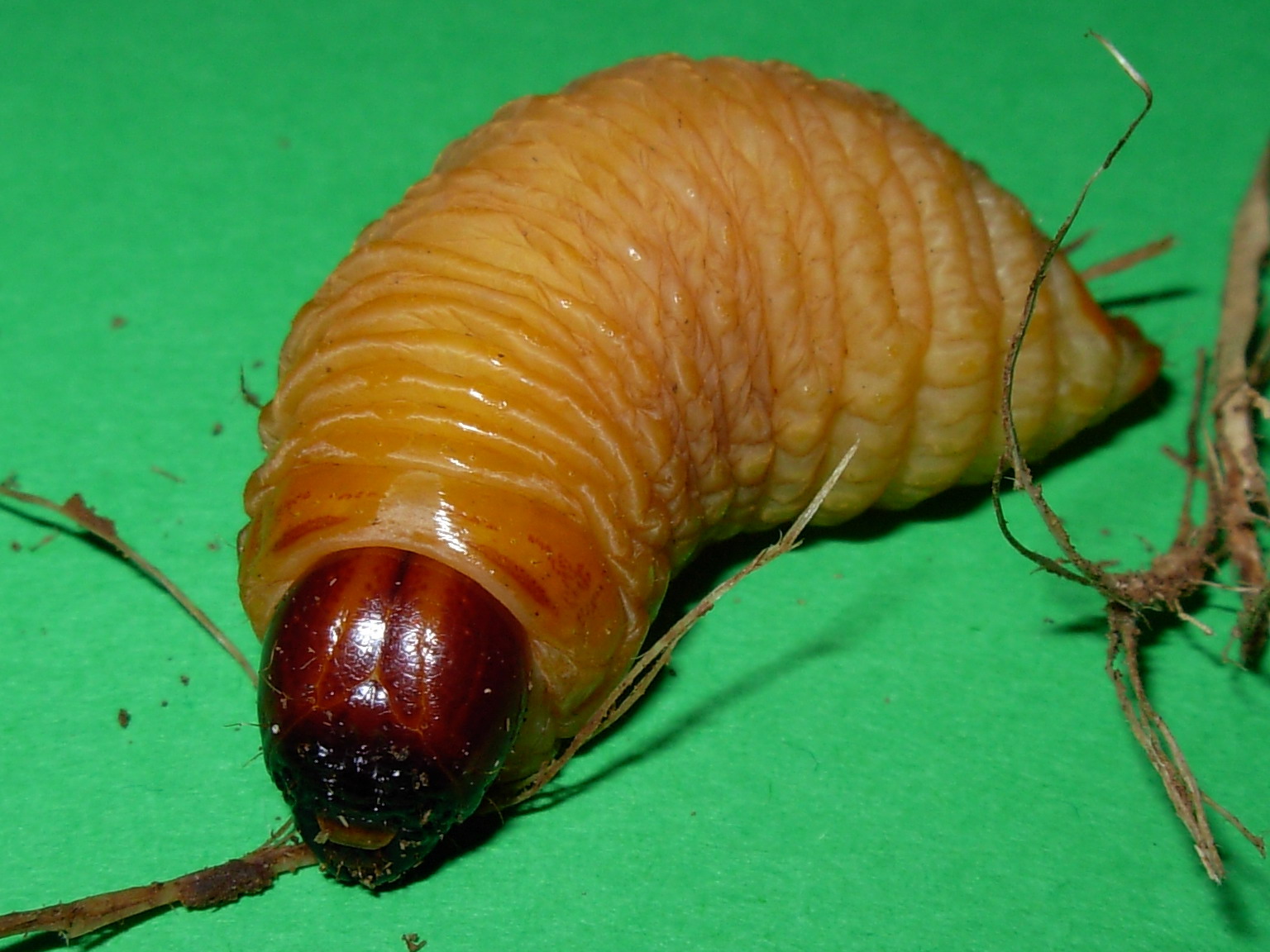 لارو درشت کرمرنگ و بیپا با کپسول سر قهوهای متعلق به Rhynchophorus ferrugineus