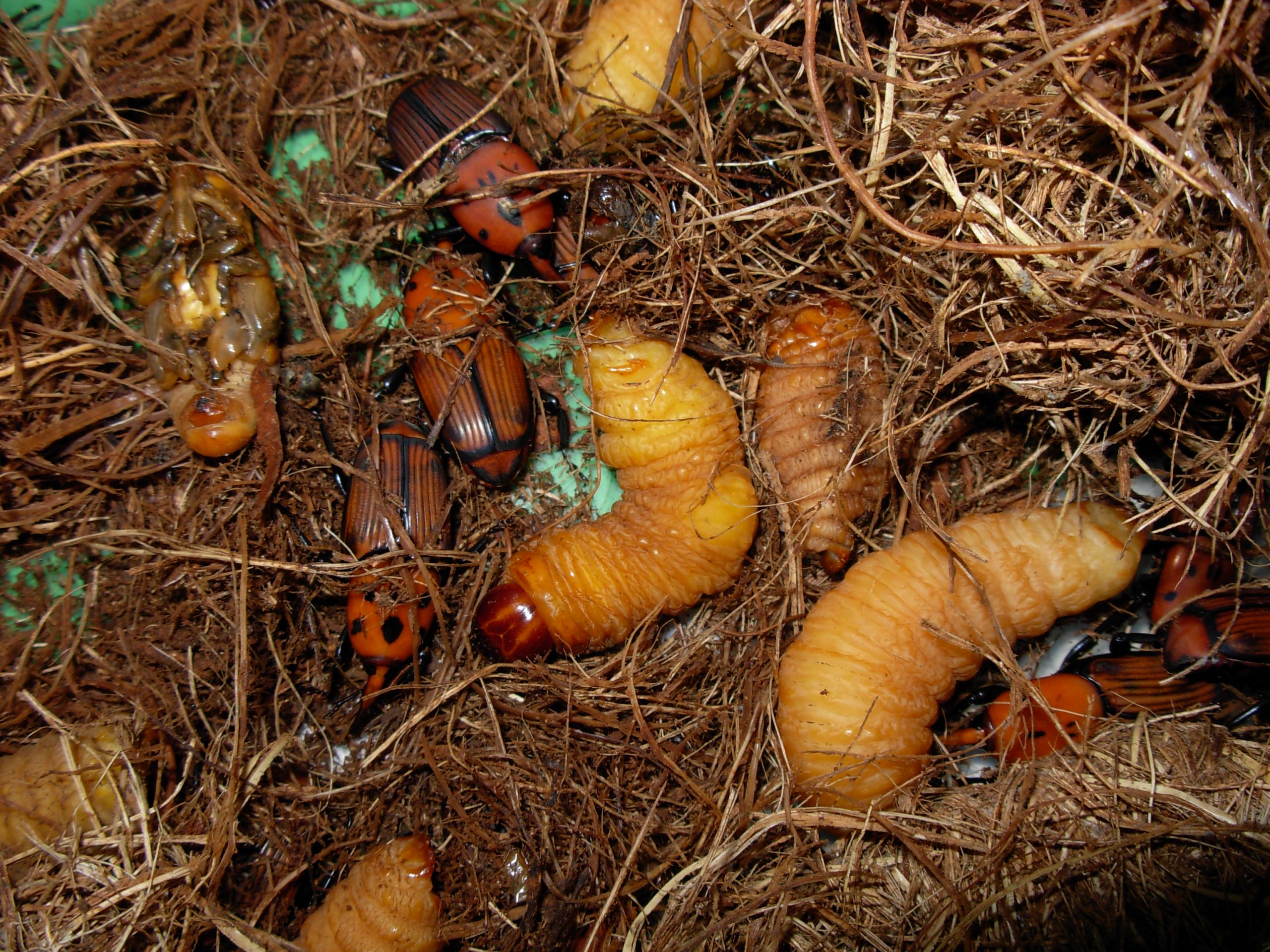 چند لارو واقعی Rhynchophorus ferrugineus در مراحل مختلف رشد