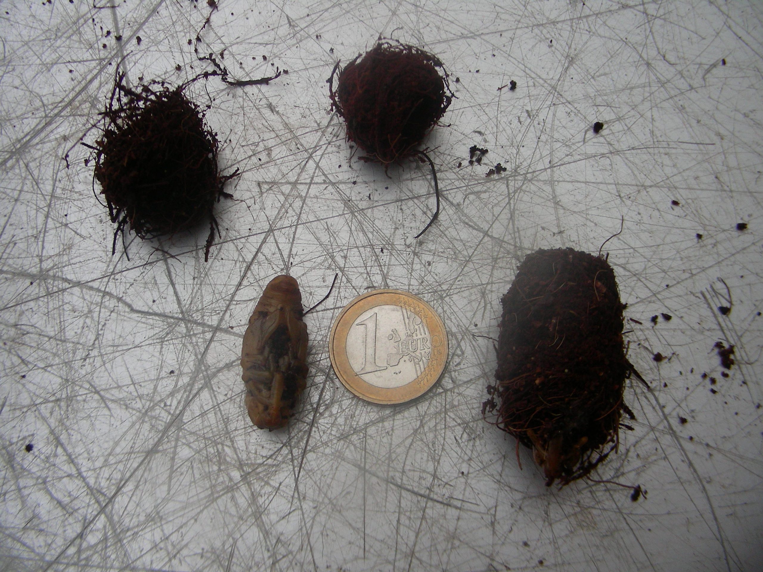 مرحله شفیرگی و پیله سرخرطومی حنایی خرما Rhynchophorus ferrugineus