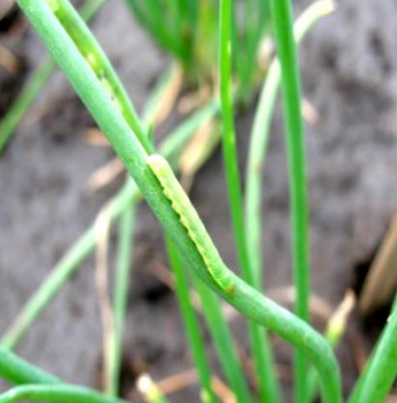 لارو متفاوت رنگی Spodoptera exigua