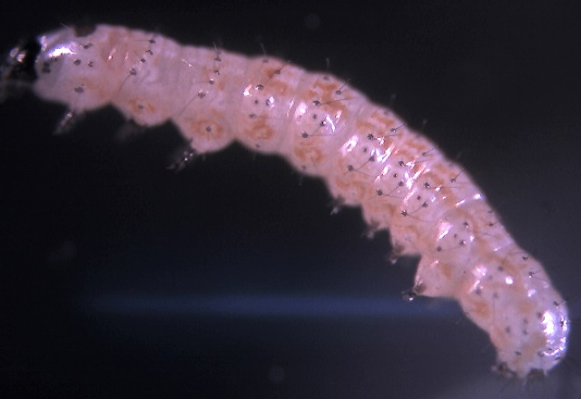 لارو سن دوم Helicoverpa armigera