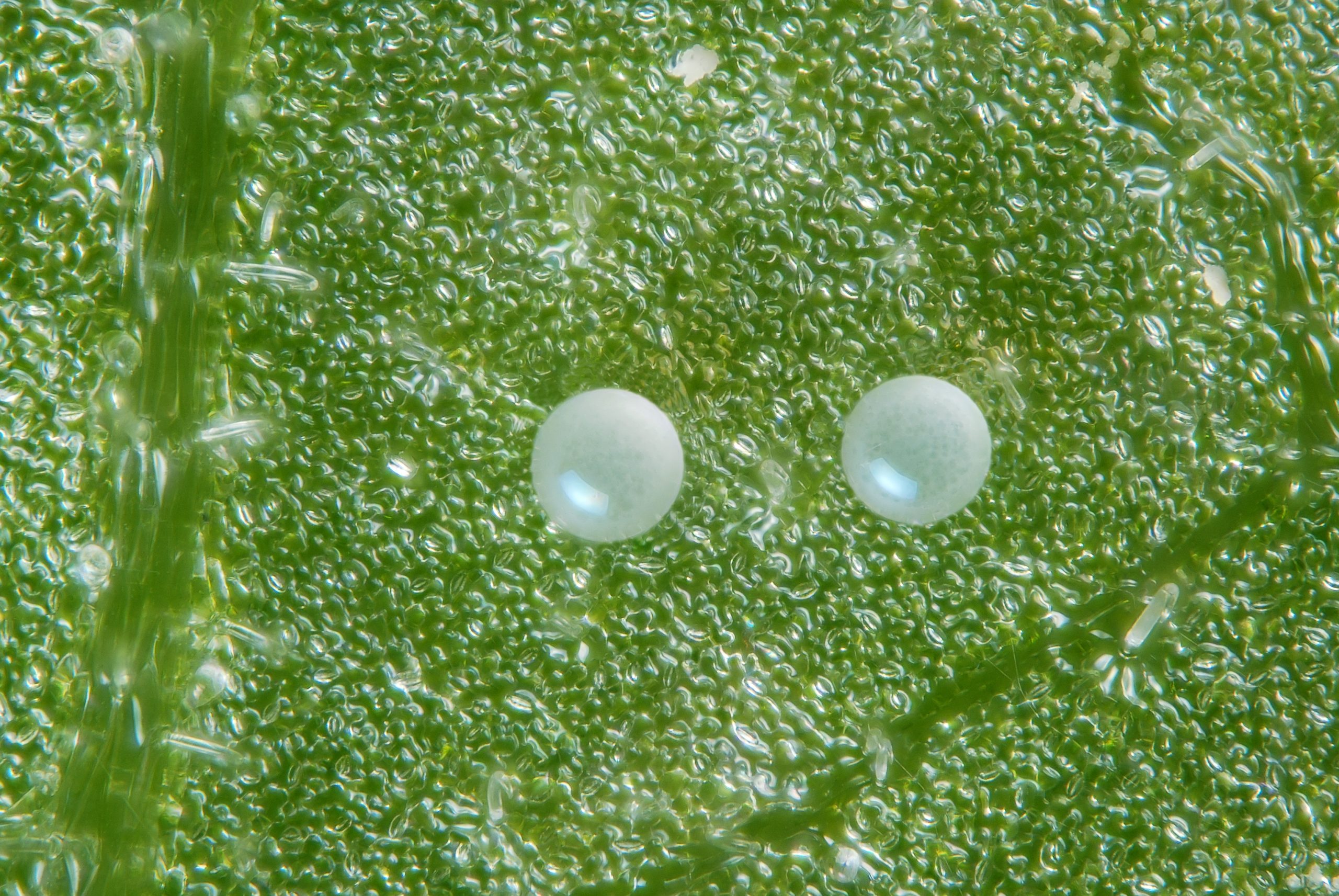 تخمهای گرد و نیمه شفاف Tetranychus urticae