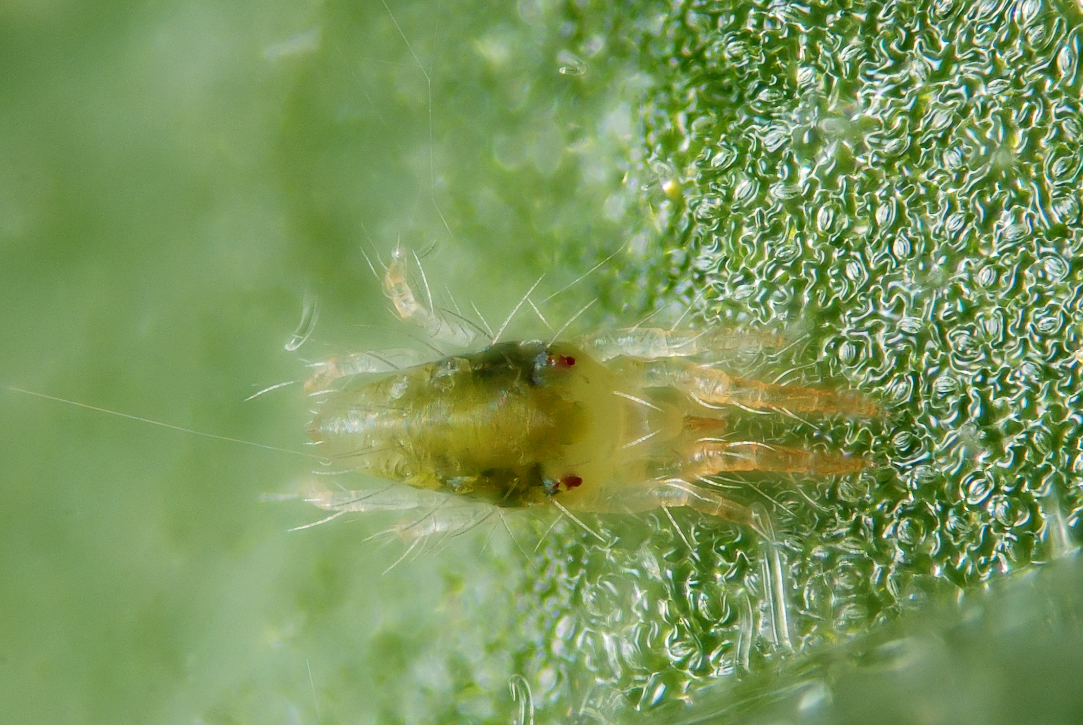 نر بالغ Tetranychus urticae زیر میکروسکوپ