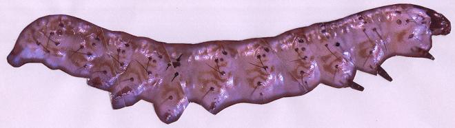 لارو سن سوم Helicoverpa armigera