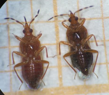 سن شکارگر Anthocoris minki؛ نمای اول