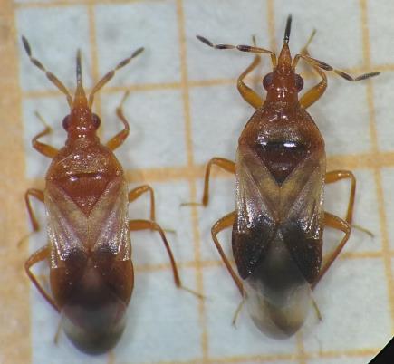 سن شکارگر Anthocoris minki؛ نمای دوم