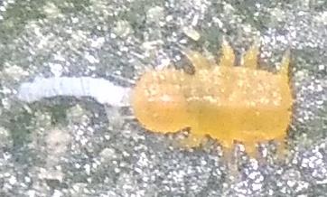پوره سن اول Agonoscena pistaciae