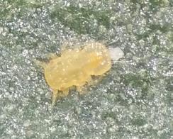 پوره سن دوم Agonoscena pistaciae