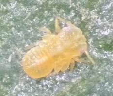 پوره سن سوم Agonoscena pistaciae