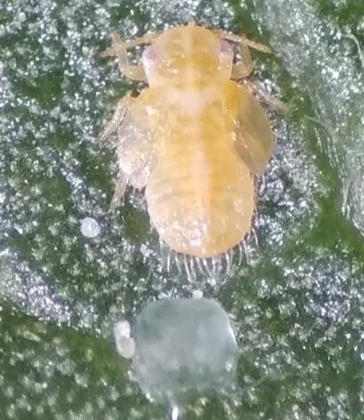 پوره سن چهارم Agonoscena pistaciae